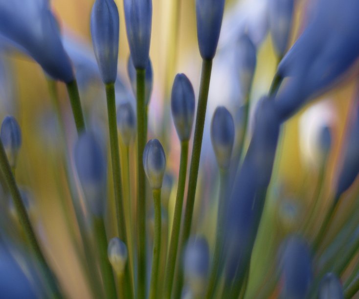 View Blue Bouquet by R. Byrne