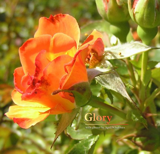 View Glory by April Schulthies