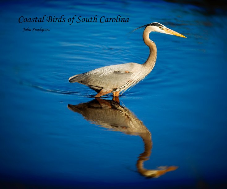 Coastal Birds Of South Carolina By John Snodgr Blurb Books Coastal Birds Of South Carolina By John