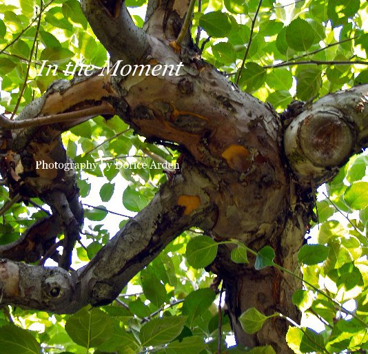 View In the Moment by Photography by Dorice Arden