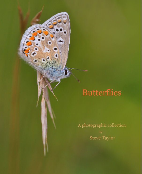 Ver Butterflies por Steve Taylor