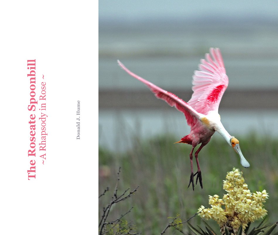 Ver The Roseate Spoonbill por Donald J. Hume