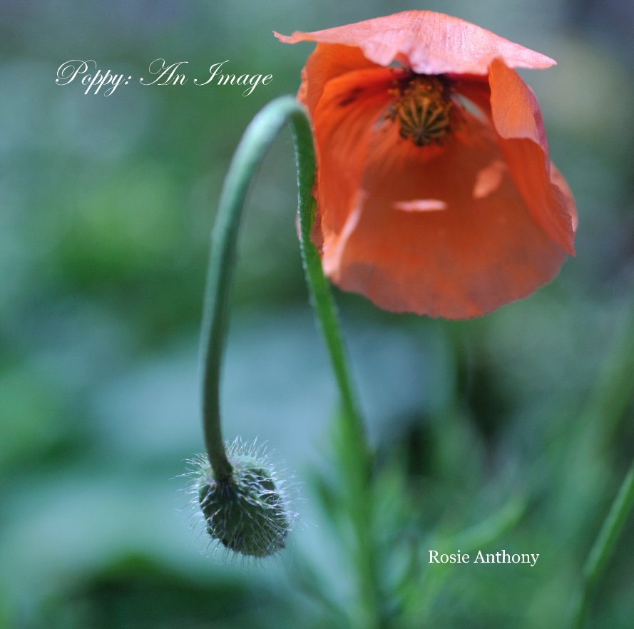 View Poppy: An Image by Rosie Anthony
