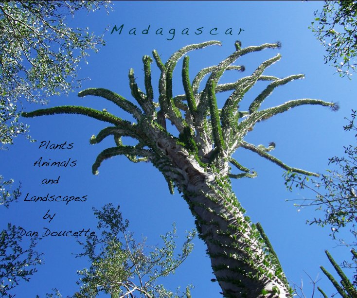 View Madagascar by Dan Doucette