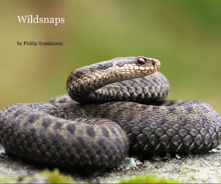 View Wildsnaps by Phillip Tomkinson