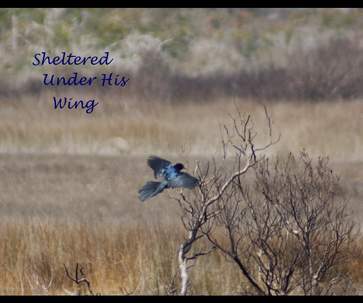 View Sheltered Under His Wing by Donna Hendrix