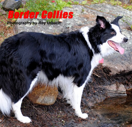 View Border Collies by Photography by Roy Urbach