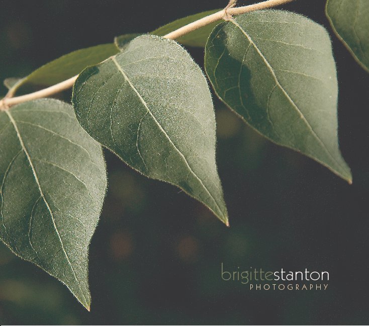 View The Nature of Light in Photography by Brigitte Stanton