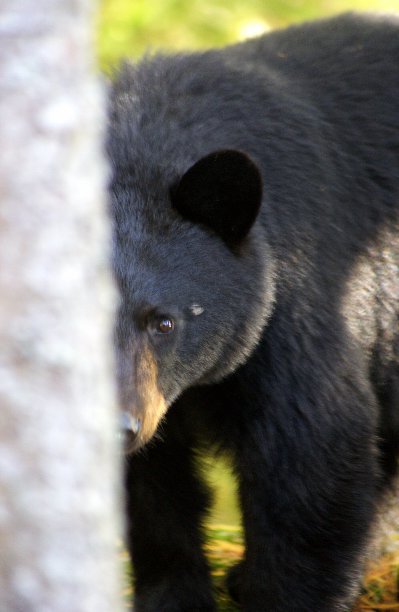 View Black Bear Journal by Lori-Ann Willey