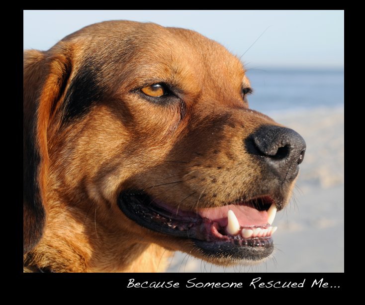 View Because Someone Rescued Me... by Michael Bagley Photography