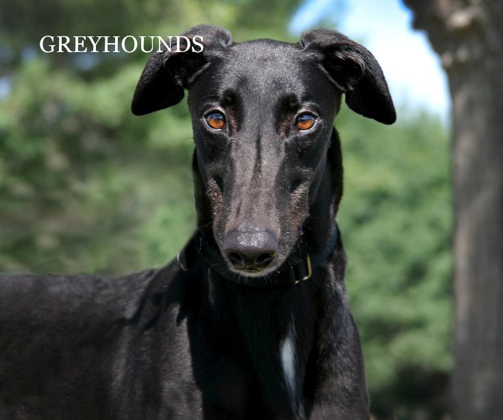 View GREYHOUNDS by jawalters