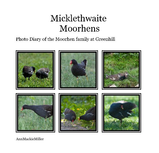 View Micklethwaite Moorhens by AnnMackieMiller