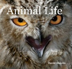 Animal Life book cover