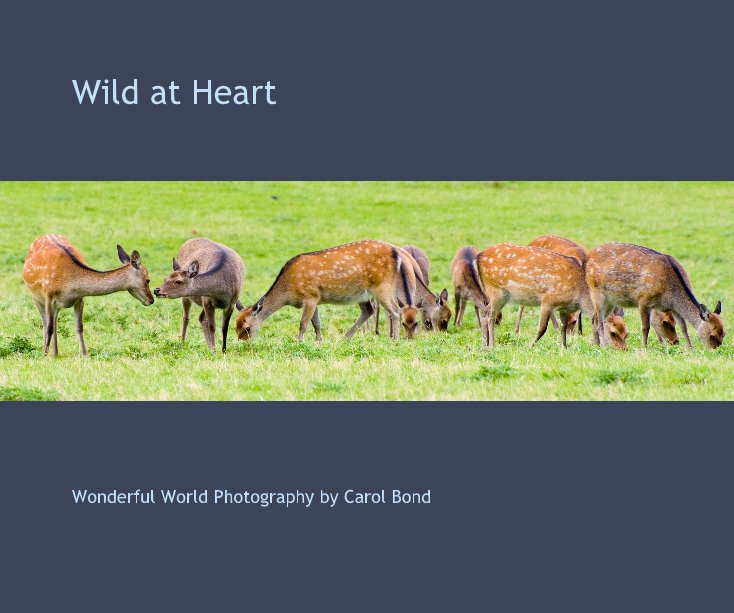 View Wild at Heart by Wonderful World Photography by Carol Bond
