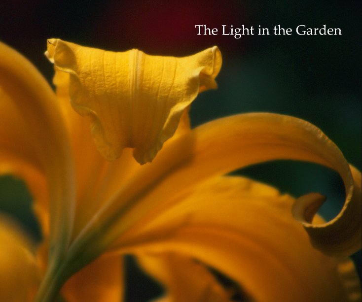 View The Light in the Garden by Allison Schultz