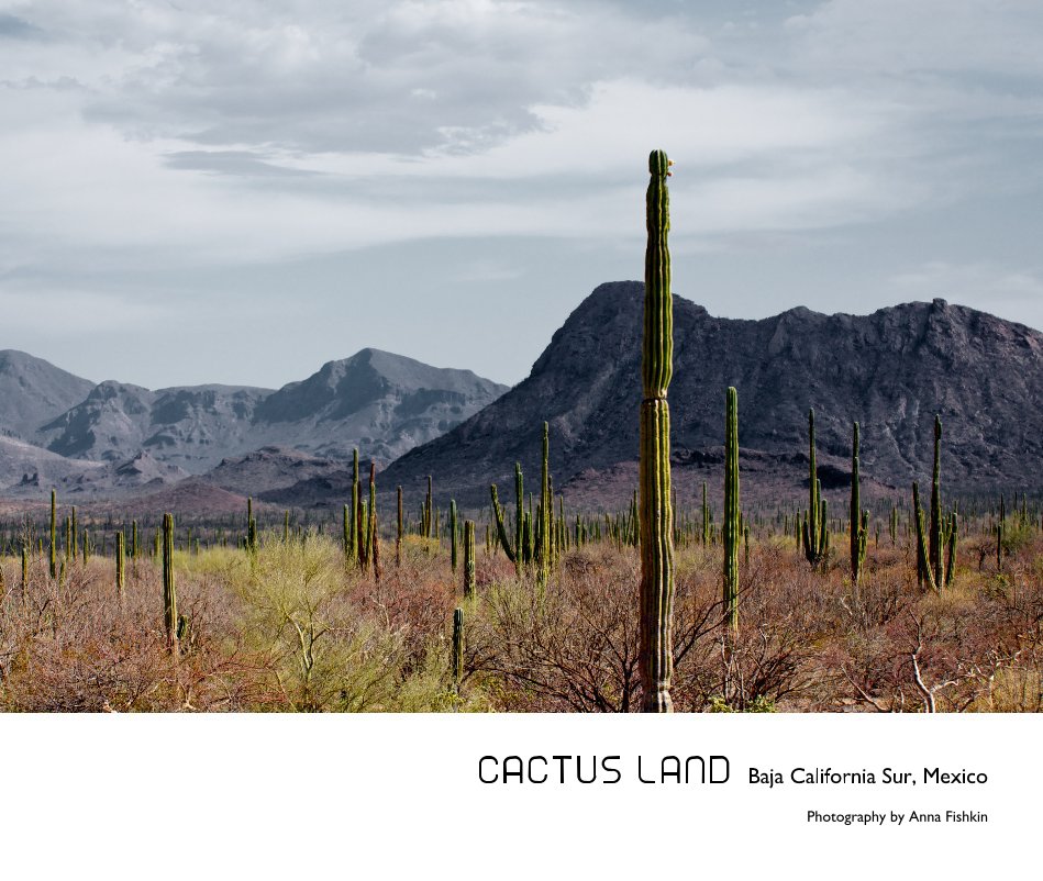 View Cactus Land by Anna Fishkin