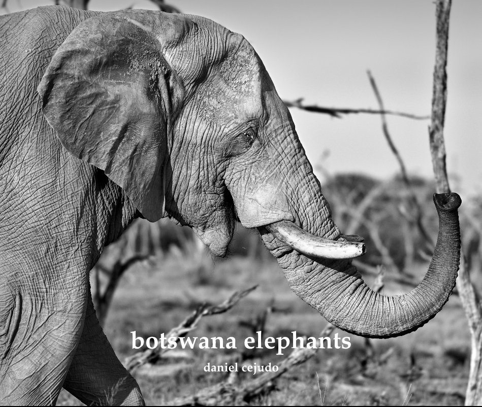 View botswana elephants by daniel cejudo