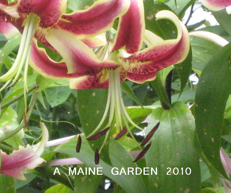 View A MAINE GARDEN 2010 by akearney