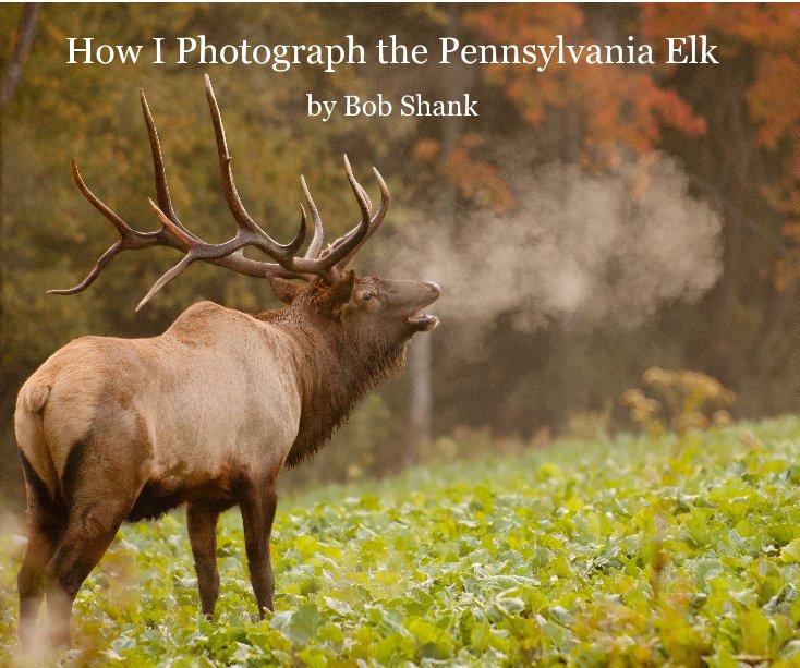 View How I Photograph the Pennsylvania Elk by Bob Shank