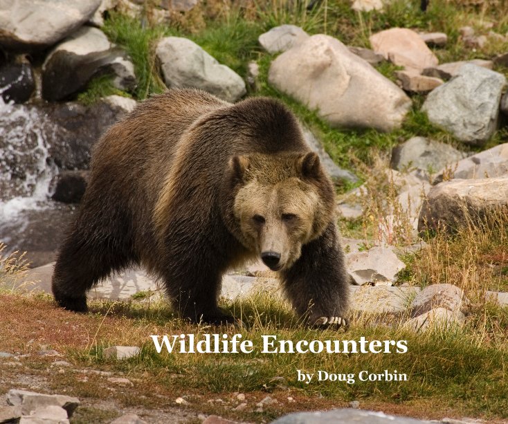 Ver Wildlife Encounters por Doug Corbin