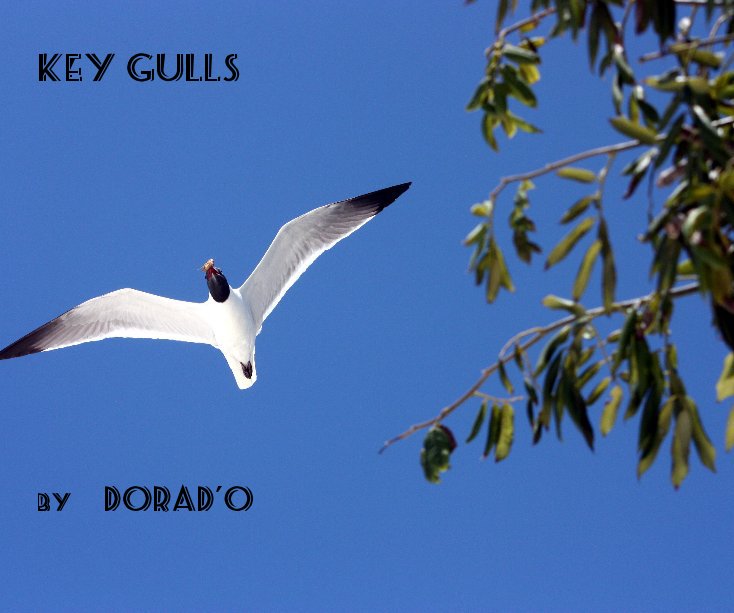 Ver Key Gulls By DORAD'O por DoRaD'O