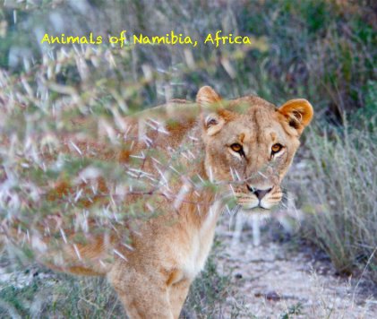 Animals of Namibia, Africa book cover