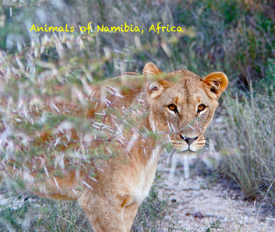 View Animals of Namibia, Africa by Megan O. Harvey