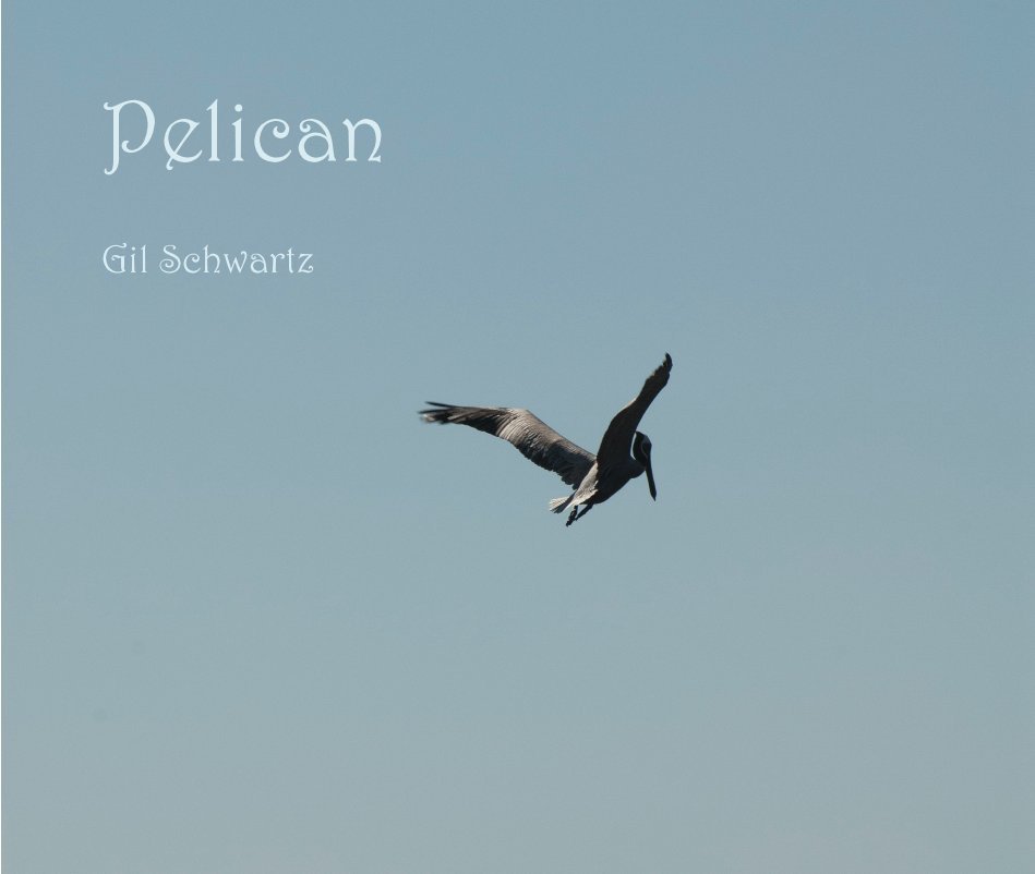 View Pelican by Gil Schwartz
