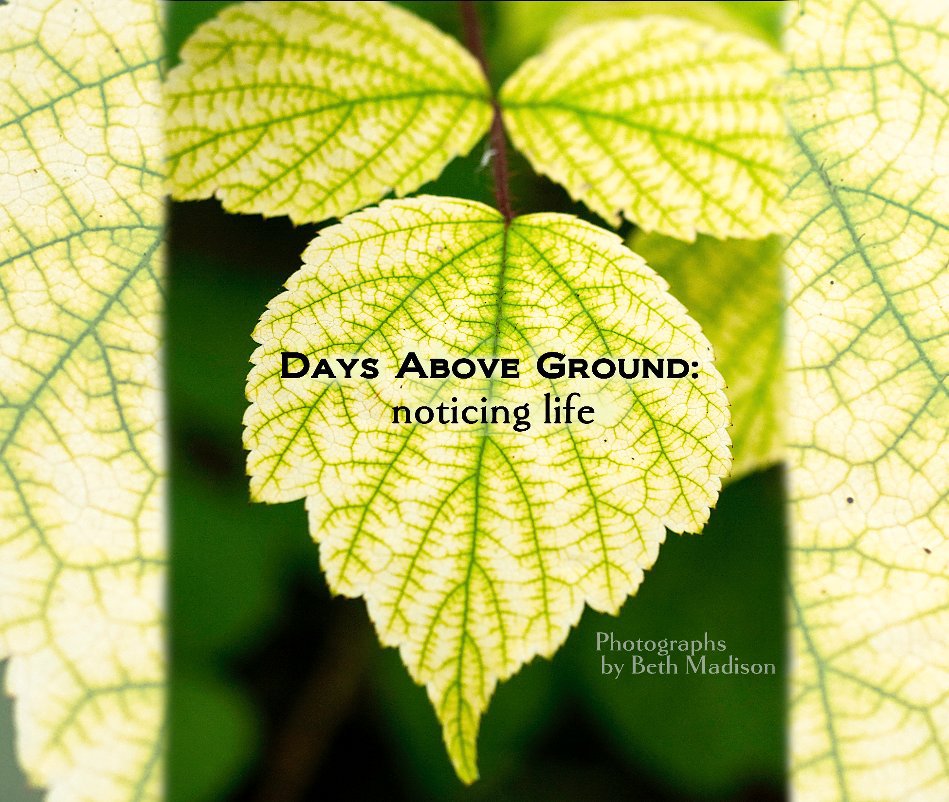 View Days Above Ground by Beth Madison