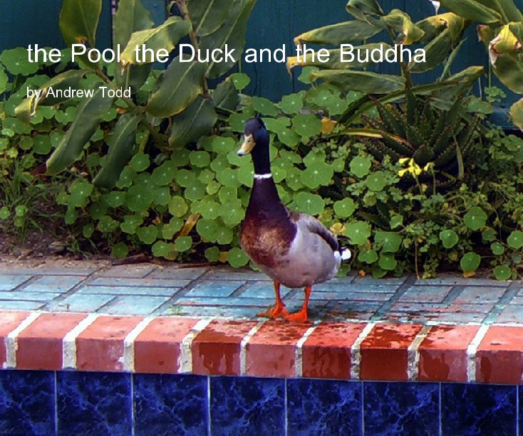 View The Pool, the Duck and the Buddha by Andrew Todd