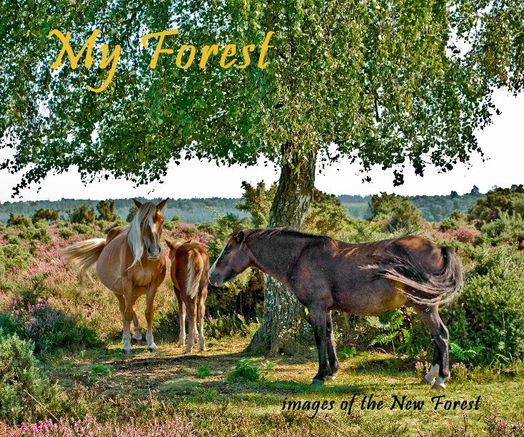 View My Forest by Derek Tippetts