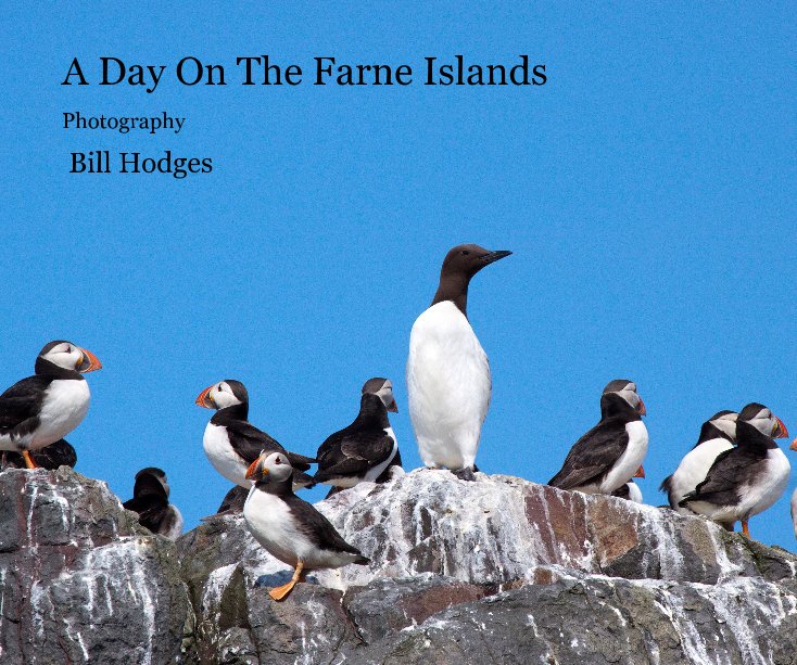 View A Day On The Farne Islands by Bill Hodges