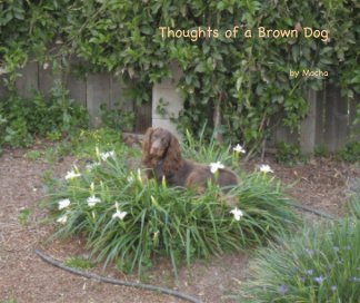 Thoughts of a Brown Dog book cover