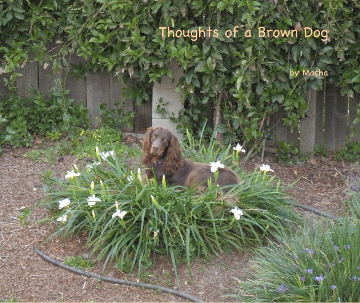 View Thoughts of a Brown Dog by Mocha
