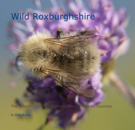 View Wild Roxburghshire by Dave B
