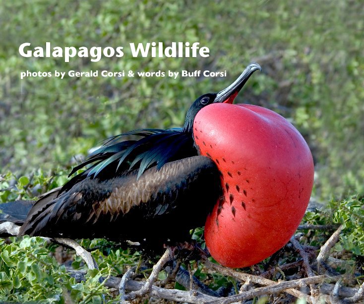 View Galapagos Wildlife by photos by Gerald Corsi & words by Buff Corsi