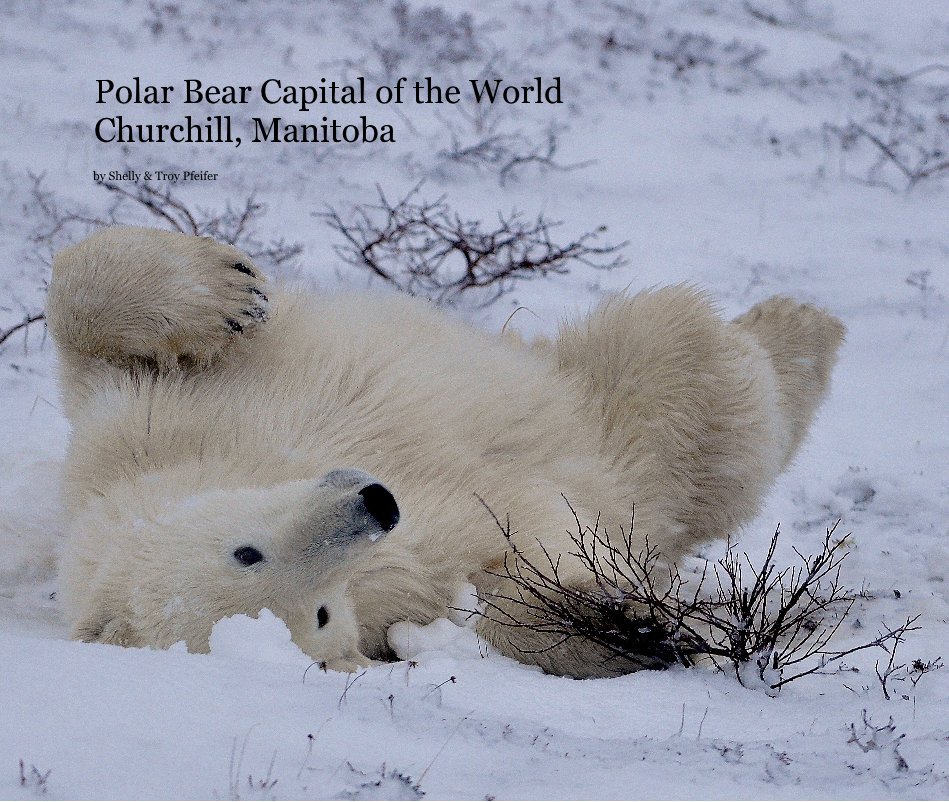 All 95+ Images where is the polar bear capital of the world Sharp