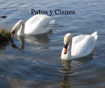 Ducks & Swans book cover