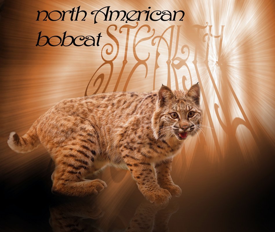 Ver North American Bobcat por Lou Ann Goodrich