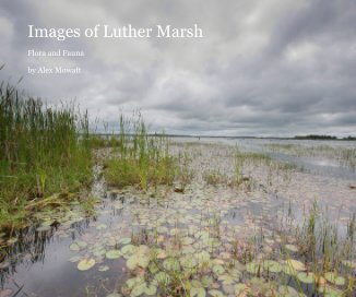 Images of Luther Marsh book cover