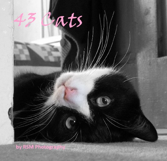 Bekijk 43 Cats op RSM Photography
