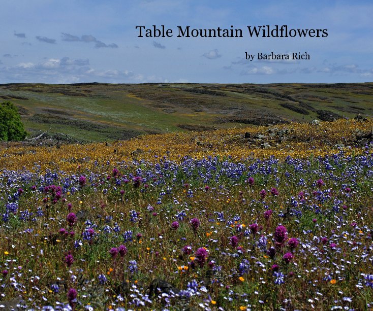 View Table Mountain Wildflowers by by Barbara Rich