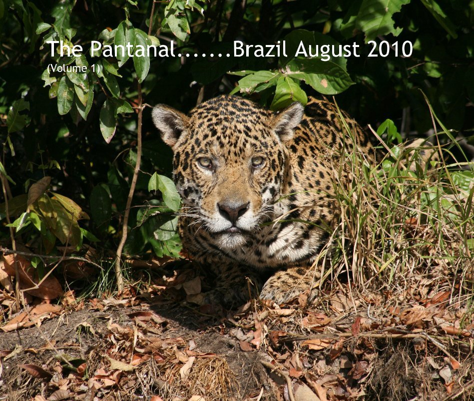 Ver The Pantanal.......Brazil August 2010 (Volume 1) por P Kelly
