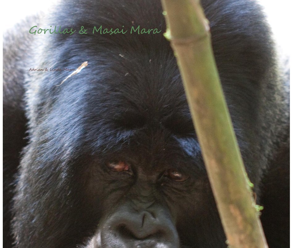 Ver Gorillas & Masai Mara por Adrian & Linda Mason