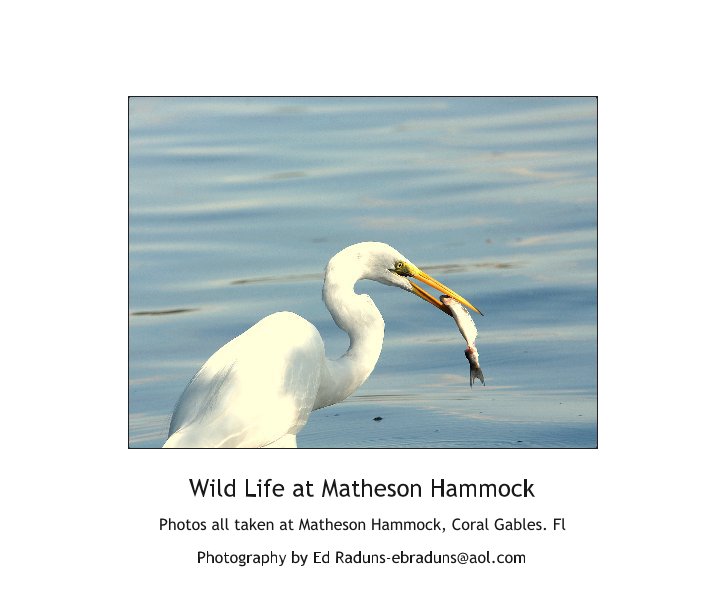 View Wild Life at Matheson Hammock by Photography by Ed Raduns-ebraduns@aol.com