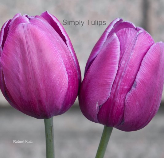 View Simply Tulips II by Robert Katz