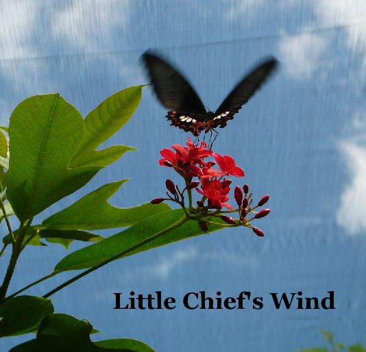 View Little Chief's Wind by carriehard
