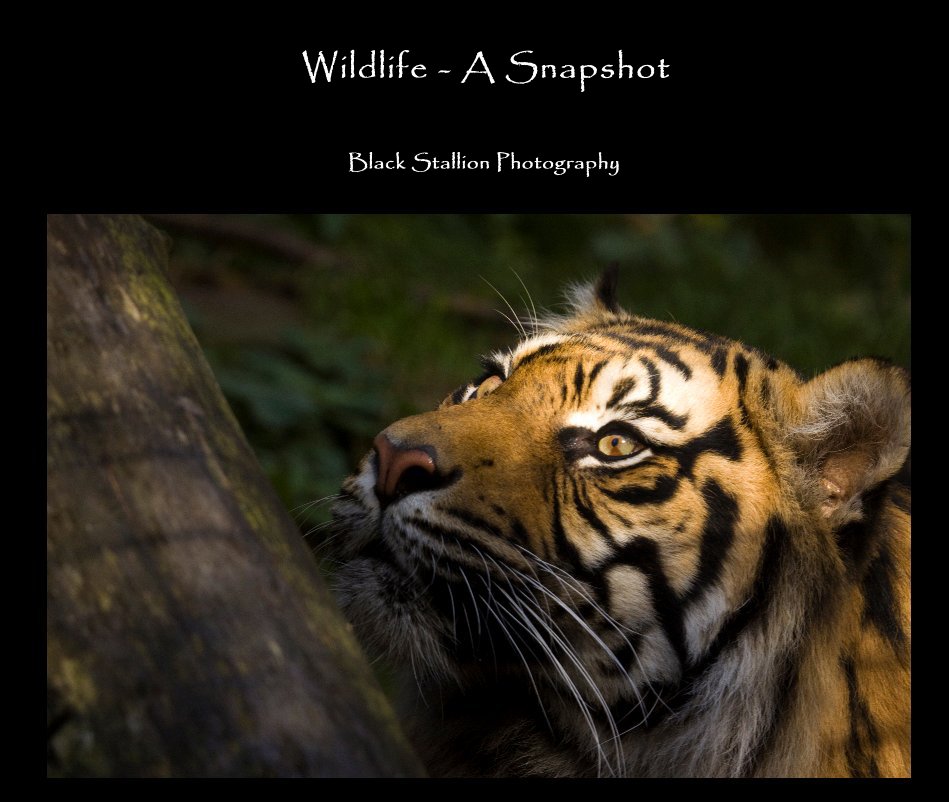 Bekijk Wildlife - A Snapshot op Black Stallion Photography