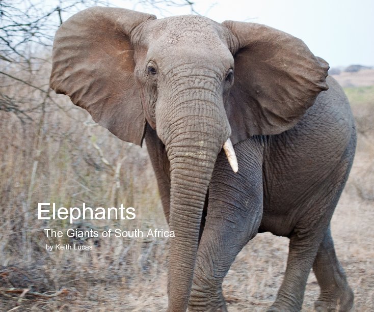 Ver Elephants por Keith Lucas