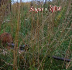 Sugar & Spice book cover